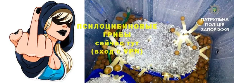 Галлюциногенные грибы Psilocybine cubensis  Щёкино 